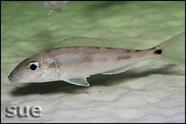 Grammatotria lemairii 'Katete'